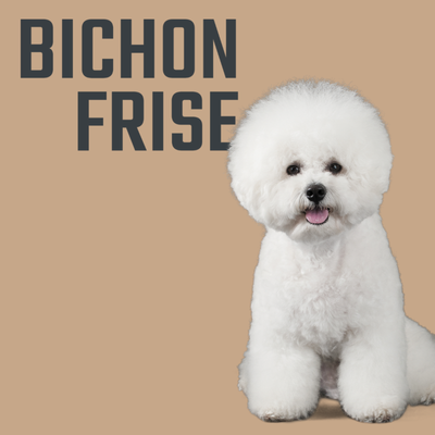 Aspect Bichon Frise, Hrana Uscata pentru Caini, cu Miel si Orez, Protectie Dentara & Blana Creata, 1kg