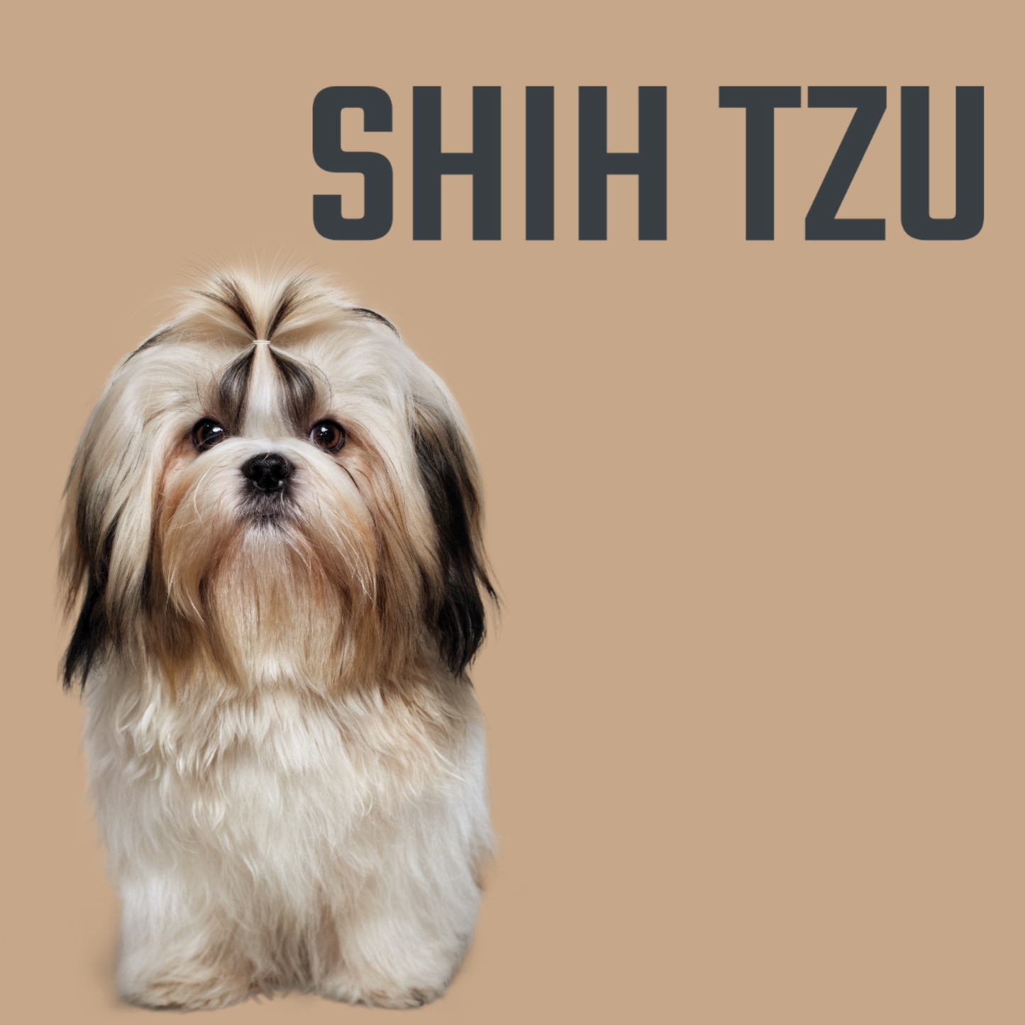 Aspect Shih Tzu, Hrana Super Premium cu Somon si Orez, Blana Lunga & Articulatii, 1kg