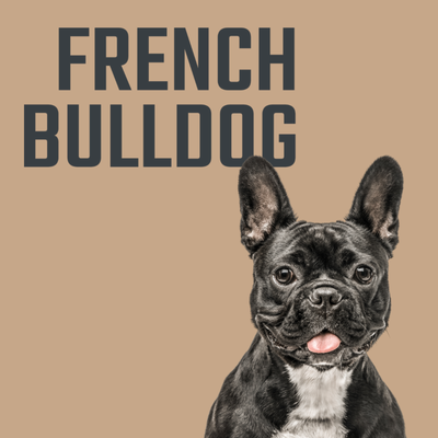Aspect French Bulldog, Hrana Uscata pentru Caini, cu Somon si Orez, Suport Digestiv & Articular, 1kg