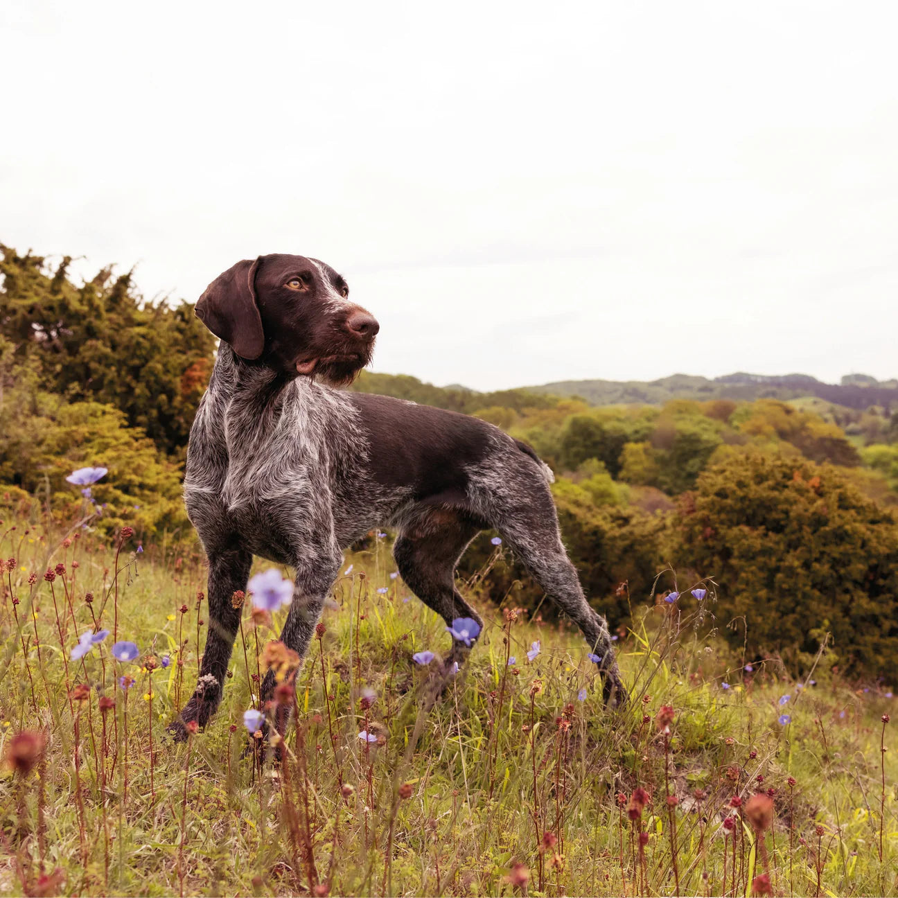 Essential Superior Living Pâté, Adult, cu Pui si Rata, 400g