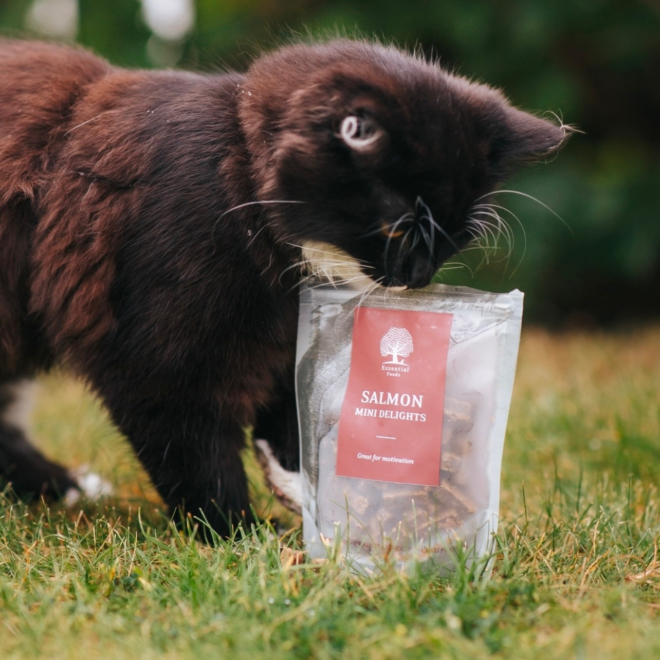 Essential Salmon Mini Delights, Recompense Naturale pentru Caini, cu Somon, 100g