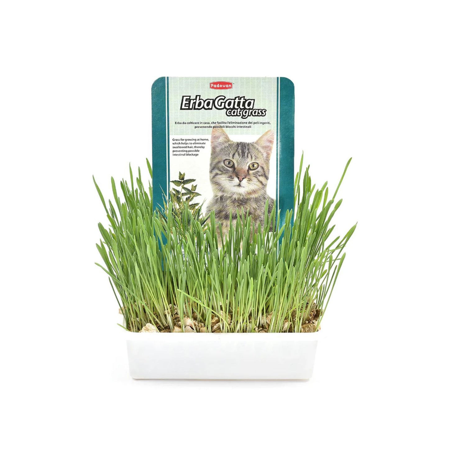 Kit Iarba Pisicii Padovan Erbagatta, Digestie Sanatoasă