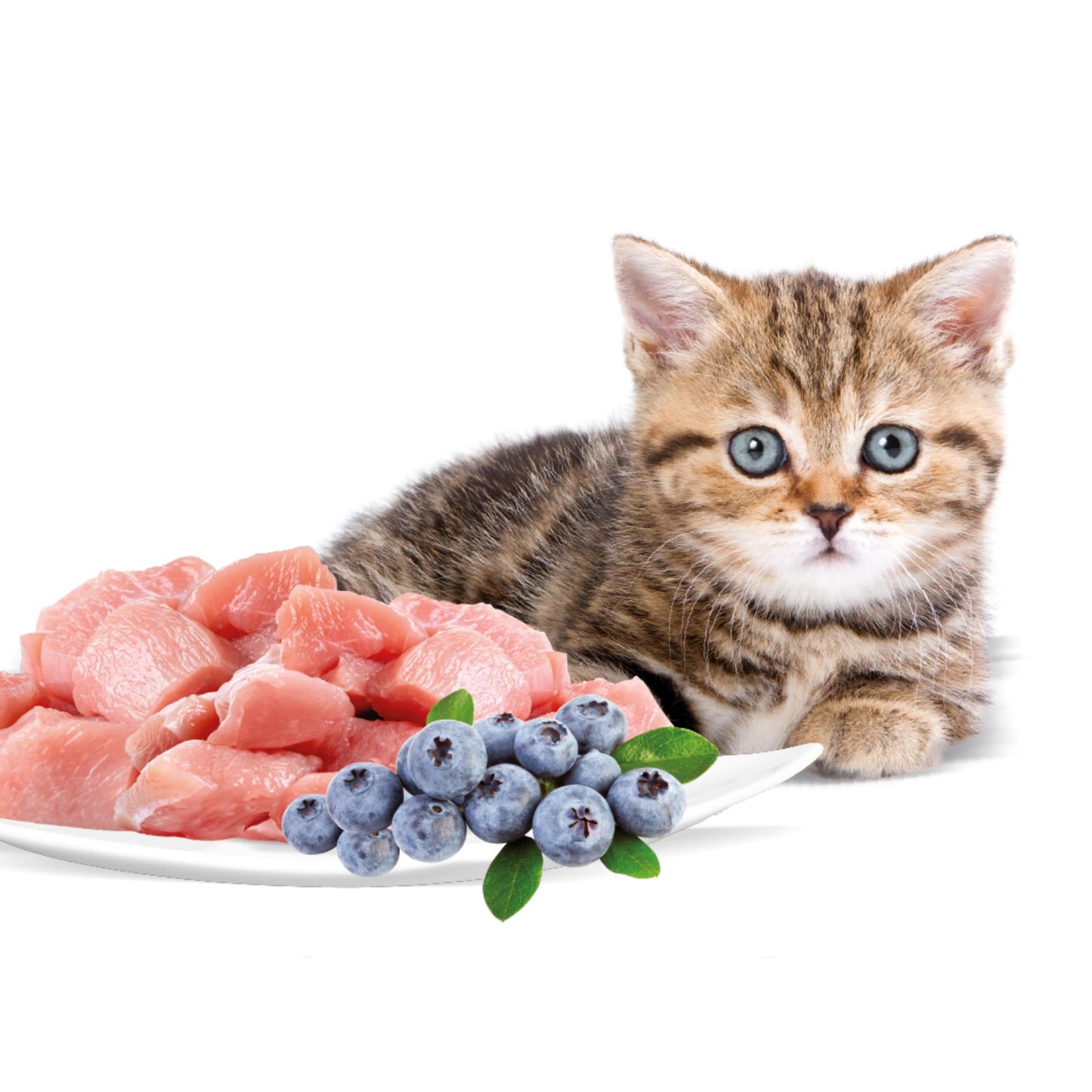 Rasco Premium Kitten Hrana Uscata pentru Pisoi Junior, cu Pui si Afine, 400g / 2kg