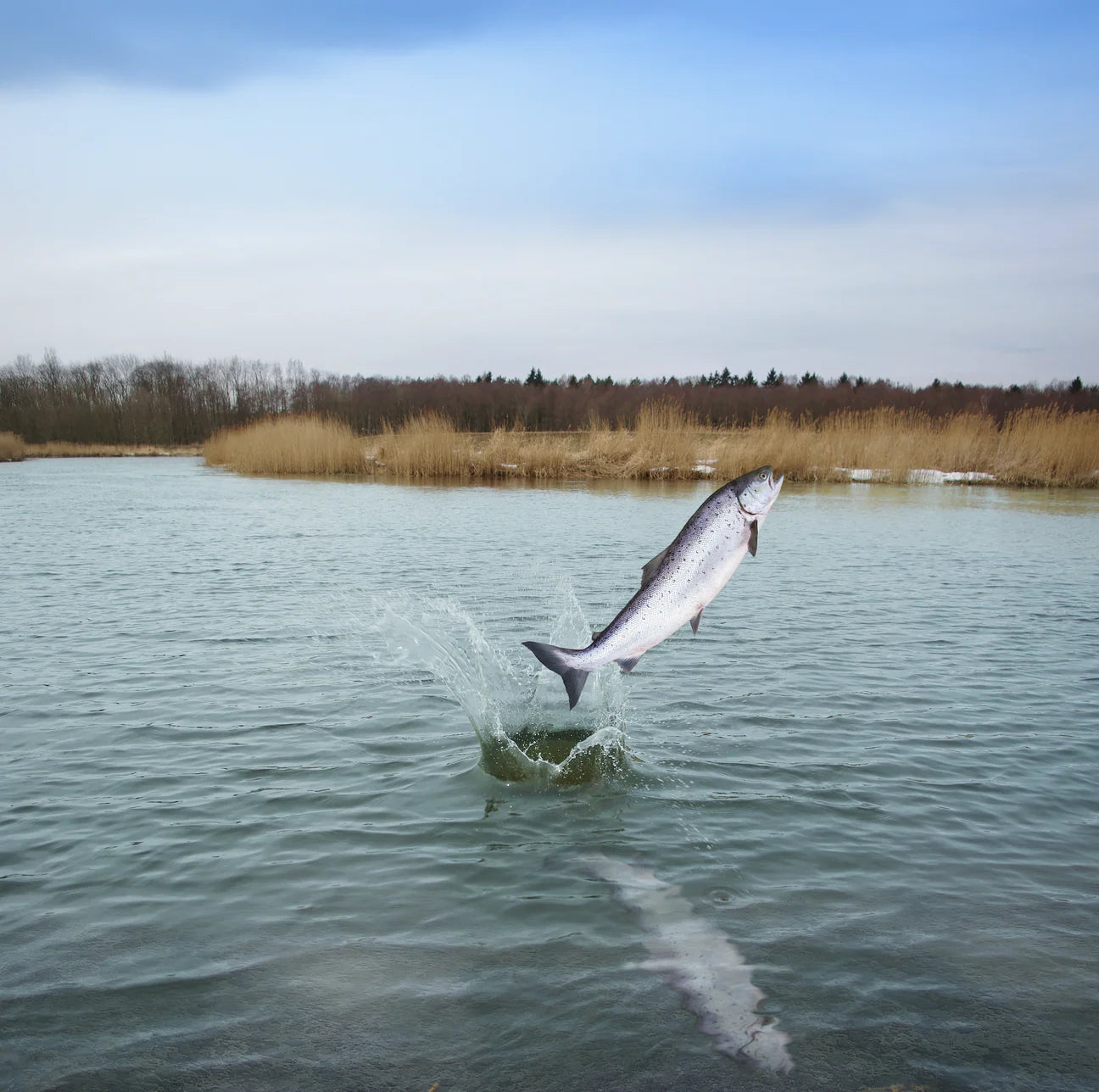 Essential Nautical Living, Hrana Uscata pentru Caini Adulti, cu Somon, Pastrav si Hering, Crocheta Mica, 2.5kg