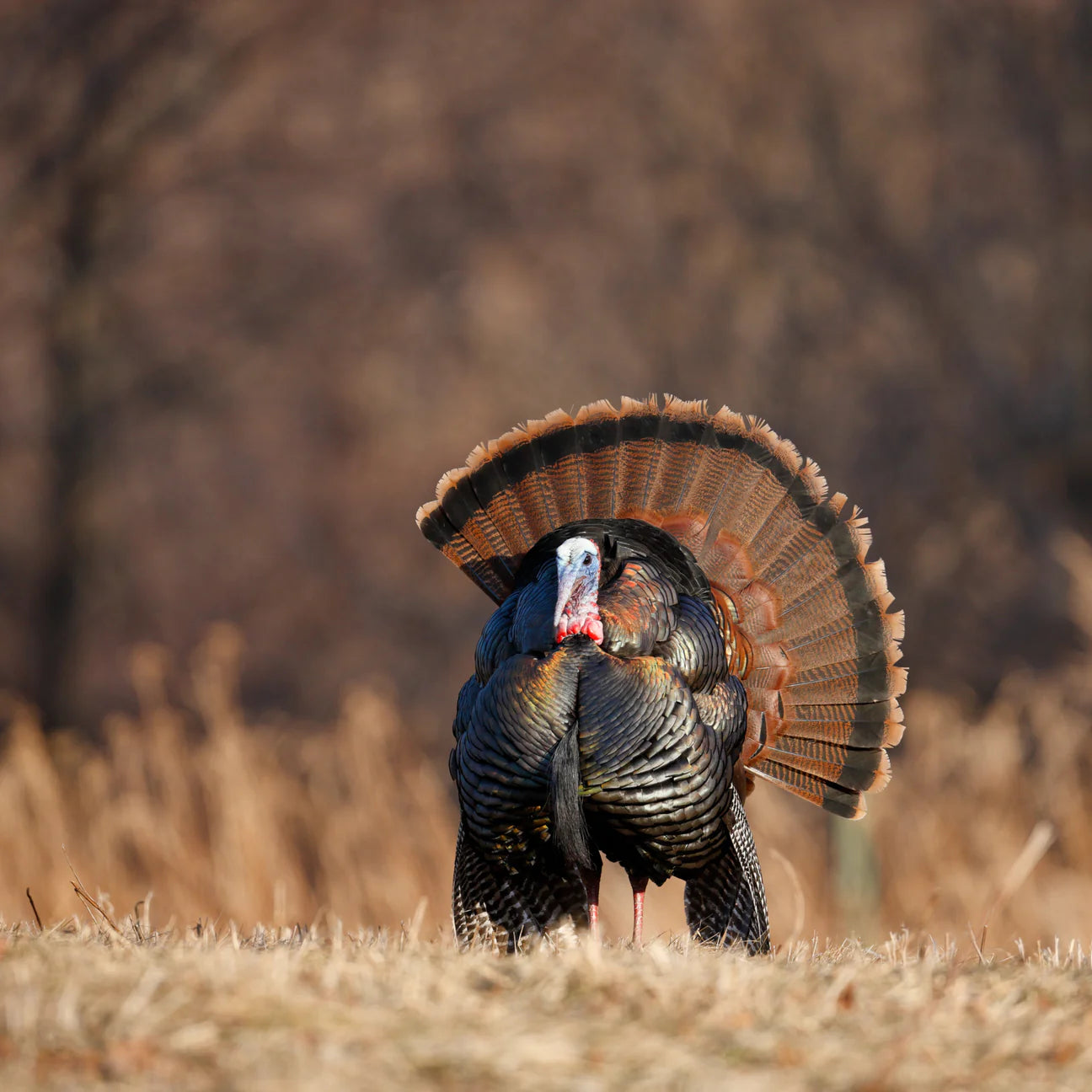 Essential Highland Living, Hrana Uscata pentru Caini Adulti, cu Curcan, Vita Angus si Pasari Salbatice, Crocheta Mare, 10kg