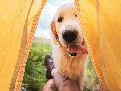10 activități outdoor cu câinele - idei pentru fiecare rasă și sezon