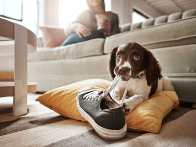 Cum dresez cățelul să nu mai roadă? Ghidul complet pentru a-ți salva mobila și papucii