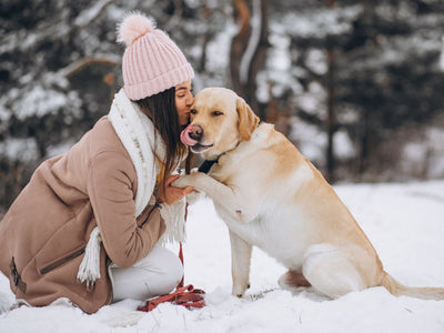 Ghid de Iarnă: Cum protejezi articulațiile câinelui tău + Top 3 Suplimente Recomandate