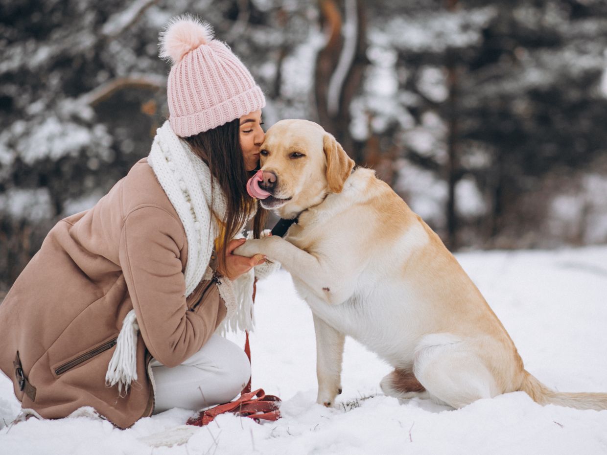 Ghid de Iarnă: Cum protejezi articulațiile câinelui tău + Top 3 Suplimente Recomandate