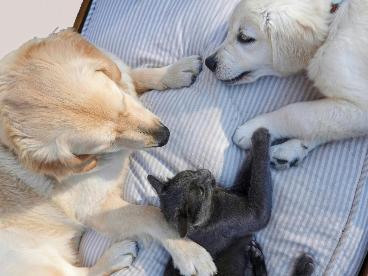 Cum să fii un „Pet Parent” de nota 10: Ghidul complet pentru fericirea câinelui și pisicii tale