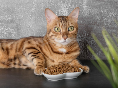 De ce se adaugă cenușă în hrana pisicilor? - Pawsmall