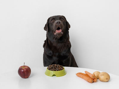 Hrană naturală pentru câini: tot ce trebuie să știi în 2026