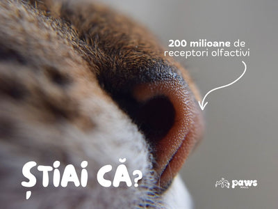 Nasul pisicii: Tot ce trebuie sa stii despre cel mai adorabil super-senzor al felinei tale