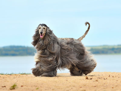 Ogarul Afgan (Afghan Hound) - ghid complet: istorie, caracter, îngrijire și sănătate