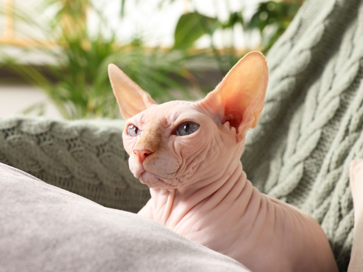 Pisica Sphynx ghid complet