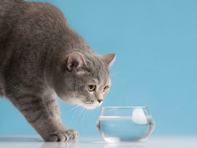 Pisica mea nu bea apă 