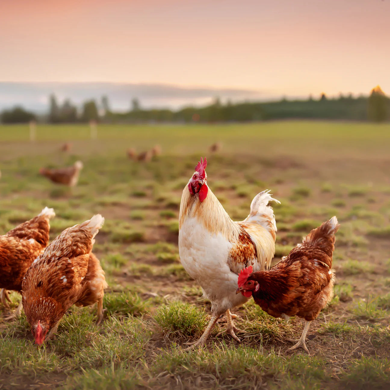 Essential The Jaguar, Hrana Uscata pentru Pisica Adult, cu Pui, Rata si Peste, 3kg / 1.5kg