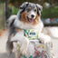 Croci Eco Pet Wipes, Servetele Umede Biodegradabile pentru Caini si Pisici, cu Migdale si Unt de Shea, 30 buc, 20 x 30 cm