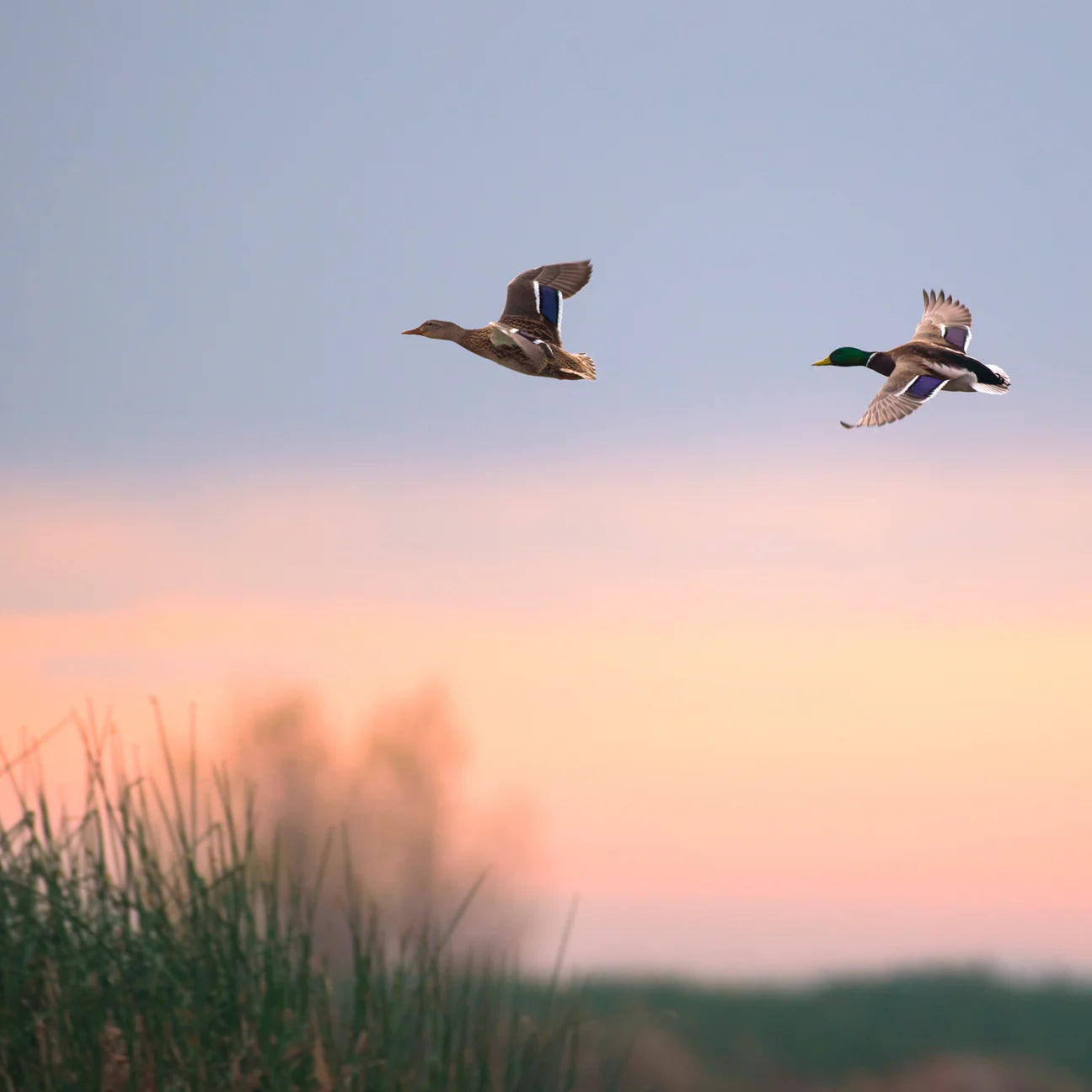 Essential Superior Living, Hrana Uscata pentru Caini Adulti, cu Pui, Rata si Peste, Crocheta Mica, 2.5kg