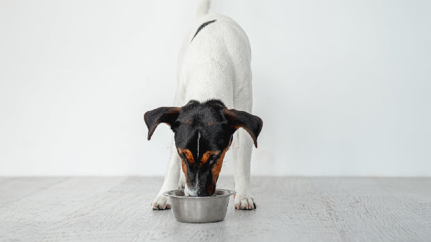 Hrana umeda caini fara cereale grain free — Pawsmall.ro