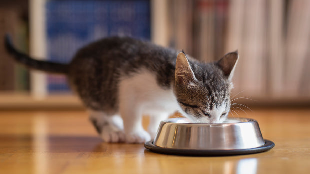 Hrana umeda pisici junior kitten premium — Pawsmall.ro