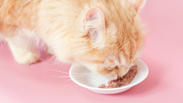 Hrana umeda pisici sterilizate premium — Pawsmall.ro