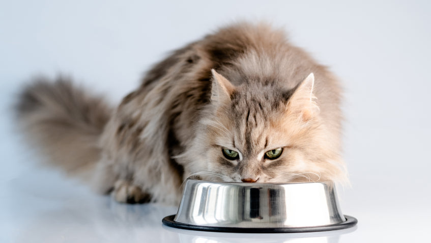 Hrana Uscata Pisici Adult PAWS Mall