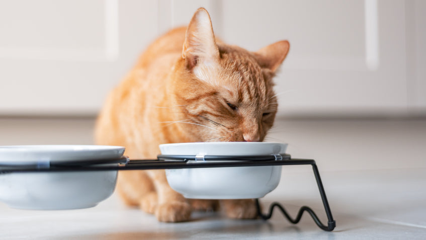 Hrana Uscata Pisici Fara Cereale PAWS Mall