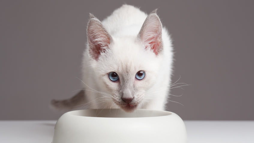 Hrana Uscata Pisici Junior PAWS Mall