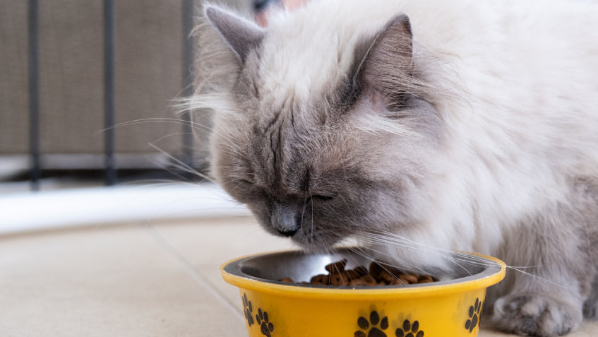 Hrana Uscata Pisici Senior PAWS Mall