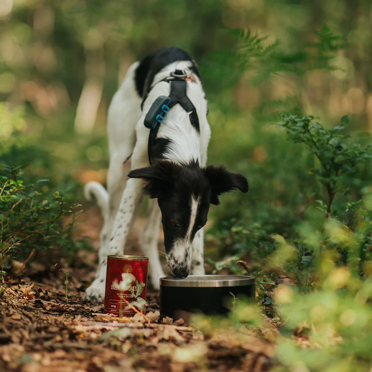 Essential The Beginning Pâté Junior, cu Pui si Rata, 400g