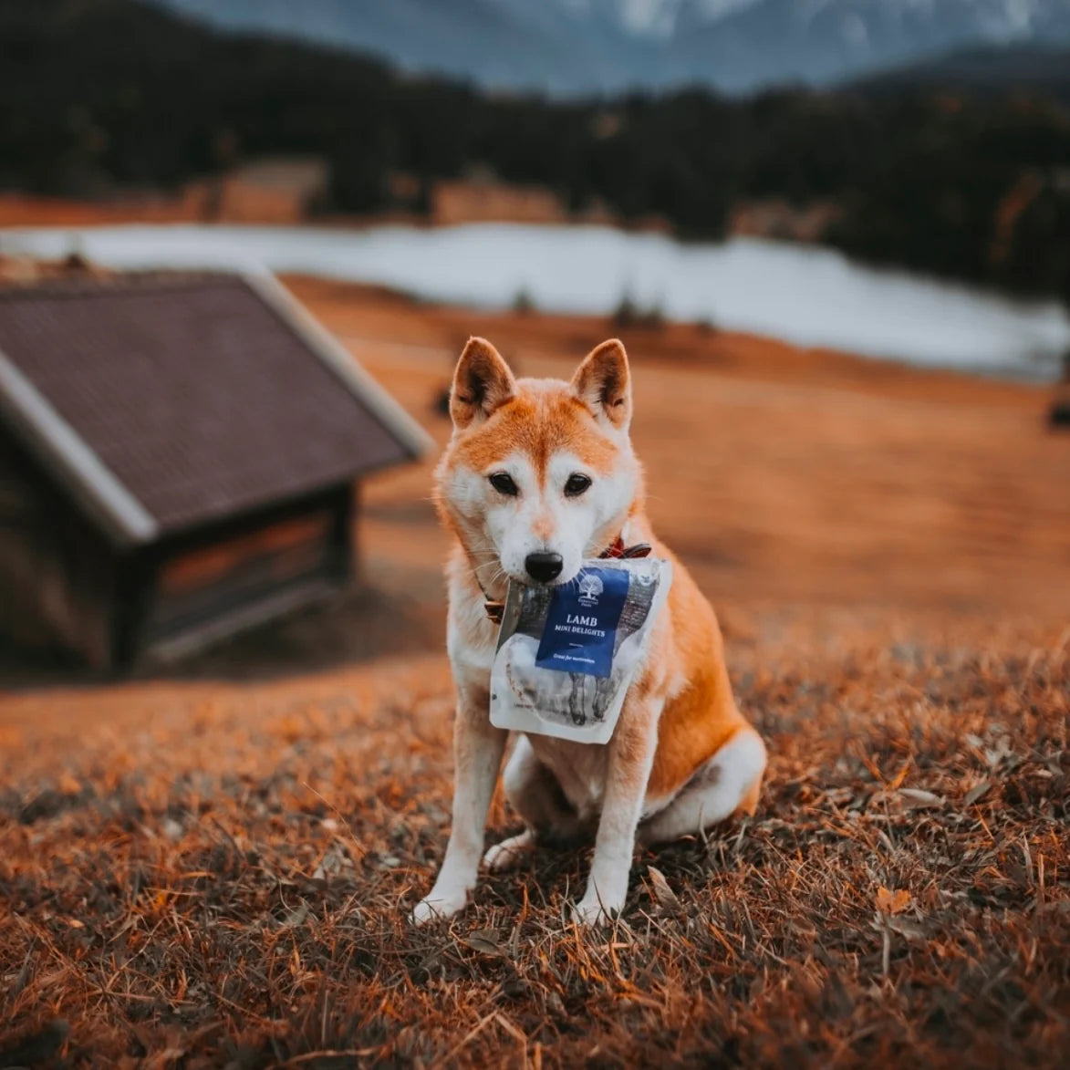 Essential Lamb Mini Delights, Recompense Naturale pentru Caini, cu Miel, 100g