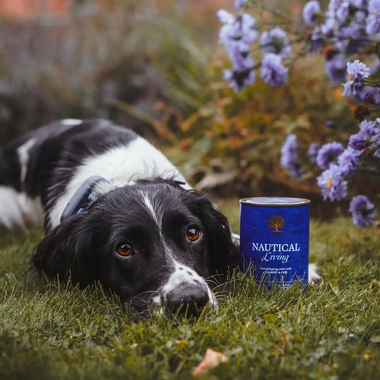 Essential Nautical Living Pâté, Adult, cu Somon si Cod, 400g