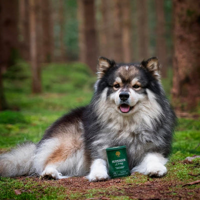 Essential Superior Living Pâté, Adult, cu Pui si Rata, 400g