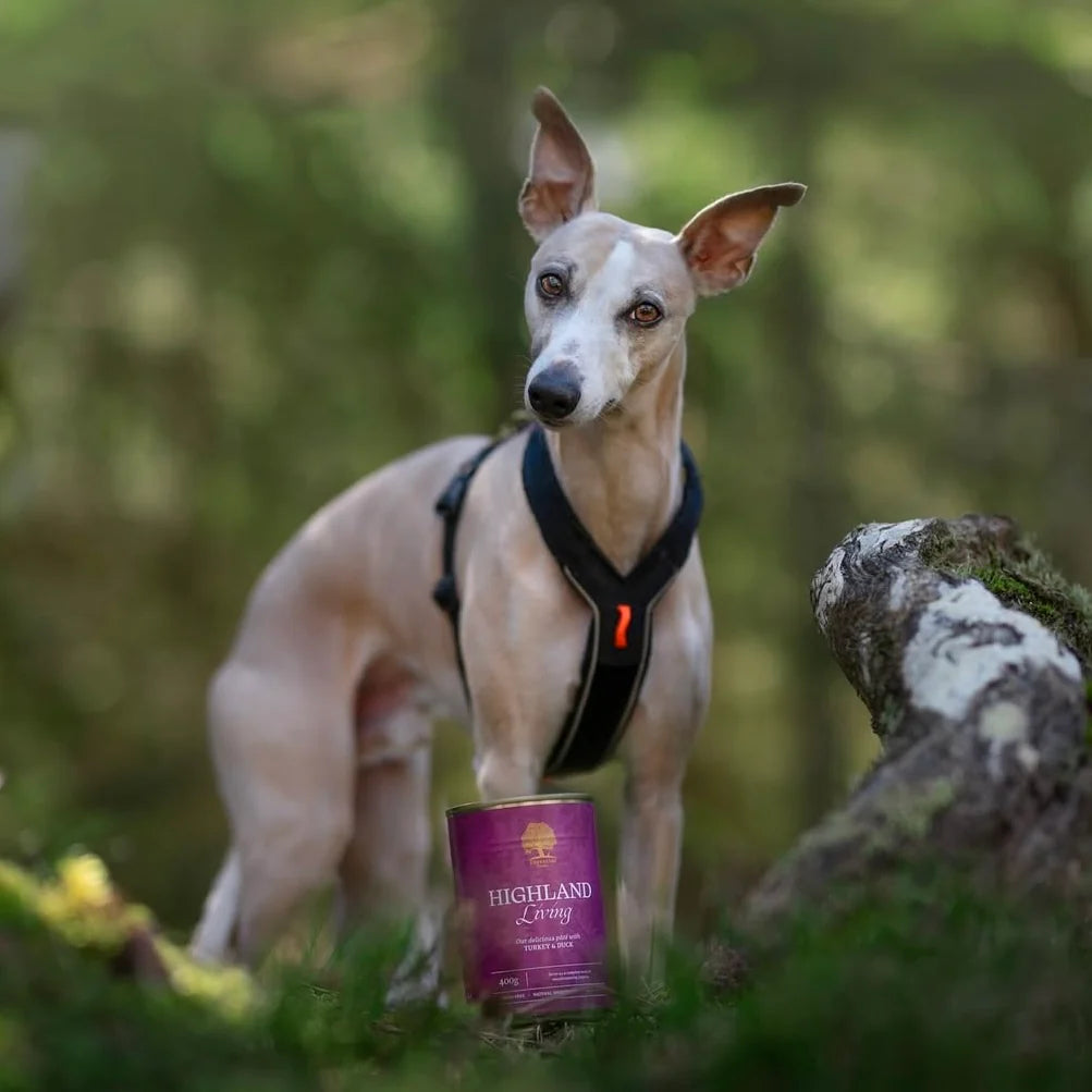 Essential Highland Living Pâté, Adult, cu Curcan si Rata, 400g