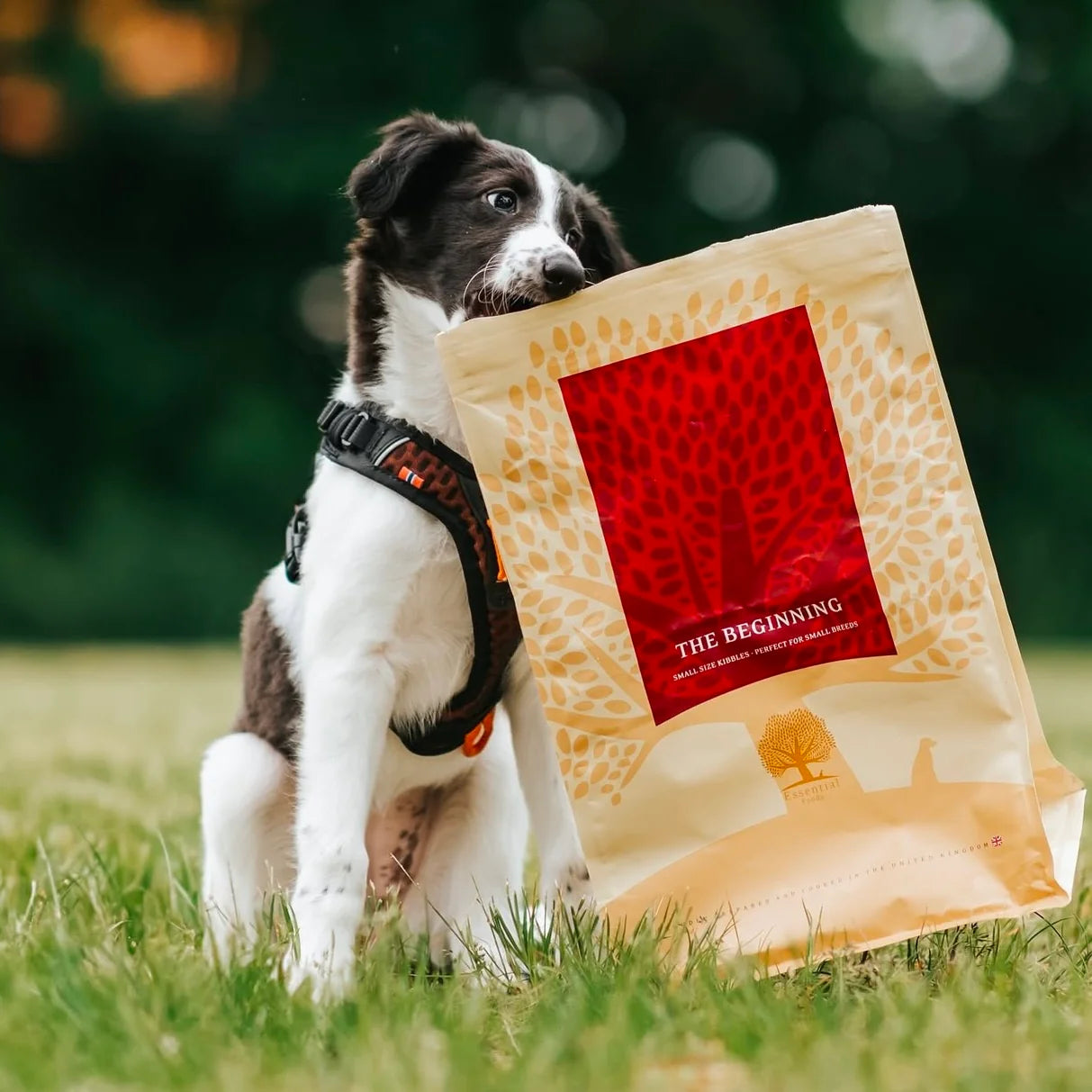 Essential The Beginning Small Breed, Hrana uscata pentru Caini Junior, Talie Mica, cu Pui, Rata si Somon, Crocheta Mica, 2.5kg