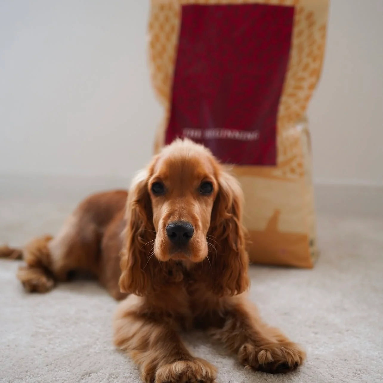 Essential The Beginning Small Breed, Hrana uscata pentru Caini Junior, Talie Mica, cu Pui, Rata si Somon, Crocheta Mica, 10kg