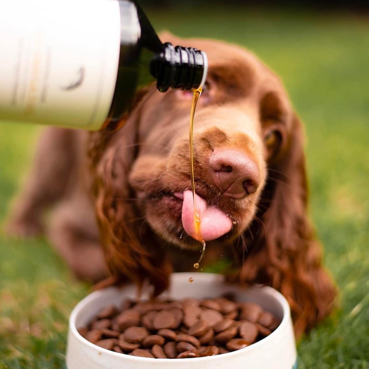 Essential The OMEGA 3 OIL, Ulei de Somon Norvegian 100%, Sustinere Articulatii si Sanatate Blana, 500ml