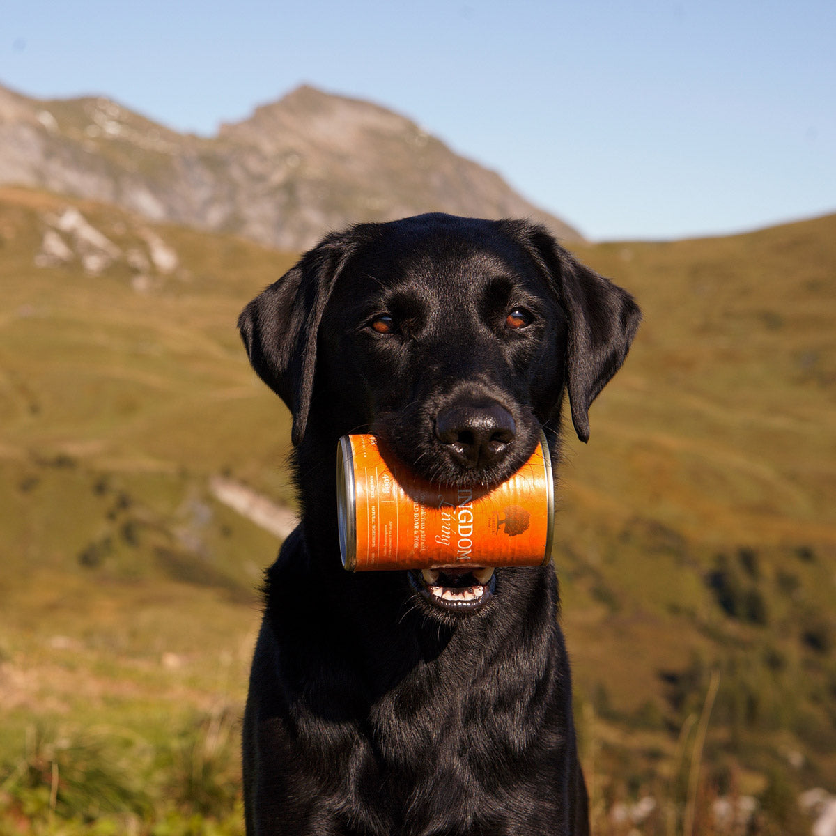 Essential Kingdom Living Pâté, Adult cu Mistret si Porc, 400g