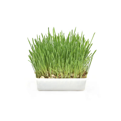 Kit Iarba Pisicii Padovan Erbagatta, Digestie Sanatoasă