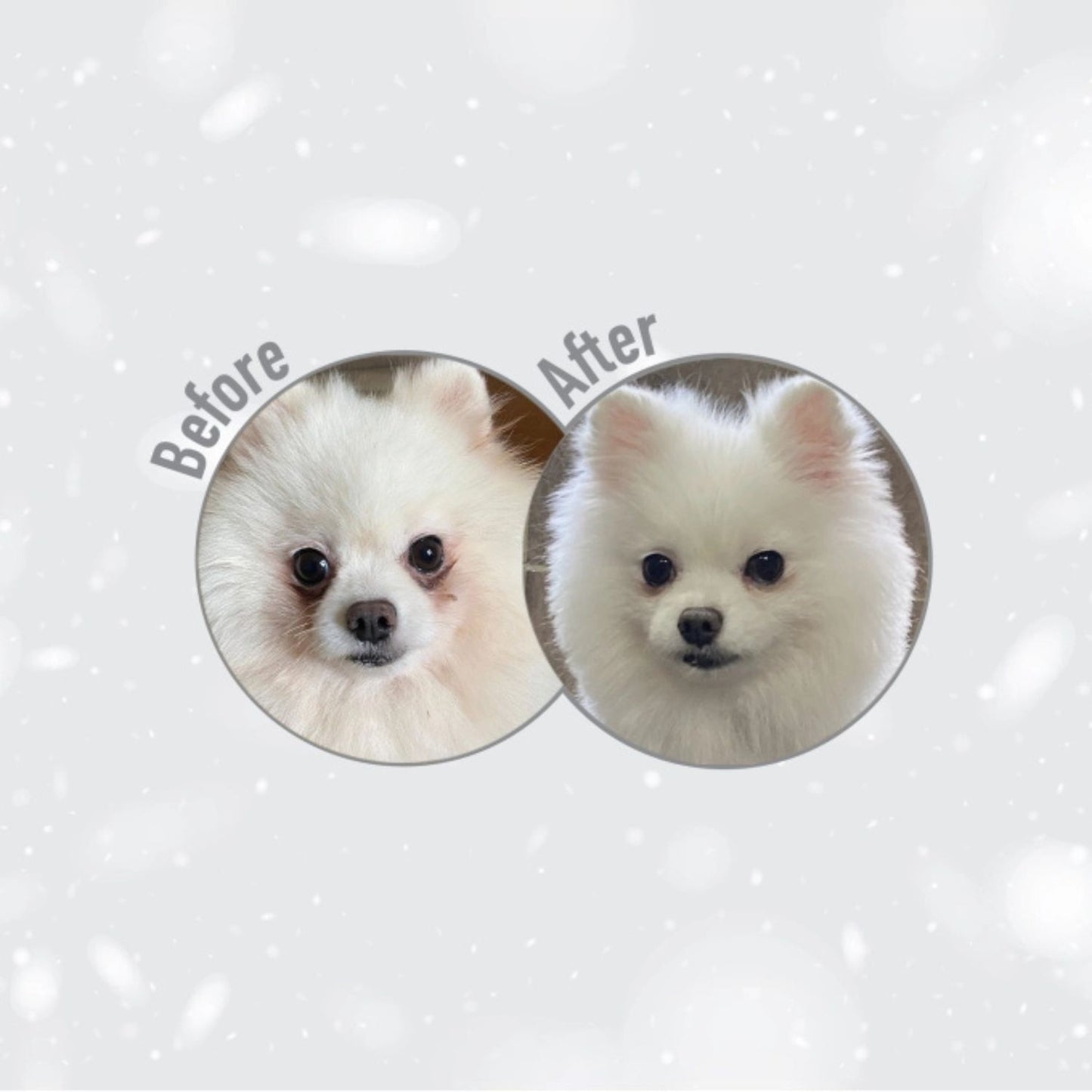 Nature's Protection Superior Care White Dogs, Hrana Uscata pentru Caini Junior, Talie Mica cu Blana Alba, cu Peste Alb, Fara Cereale, 1.5kg / 10kg