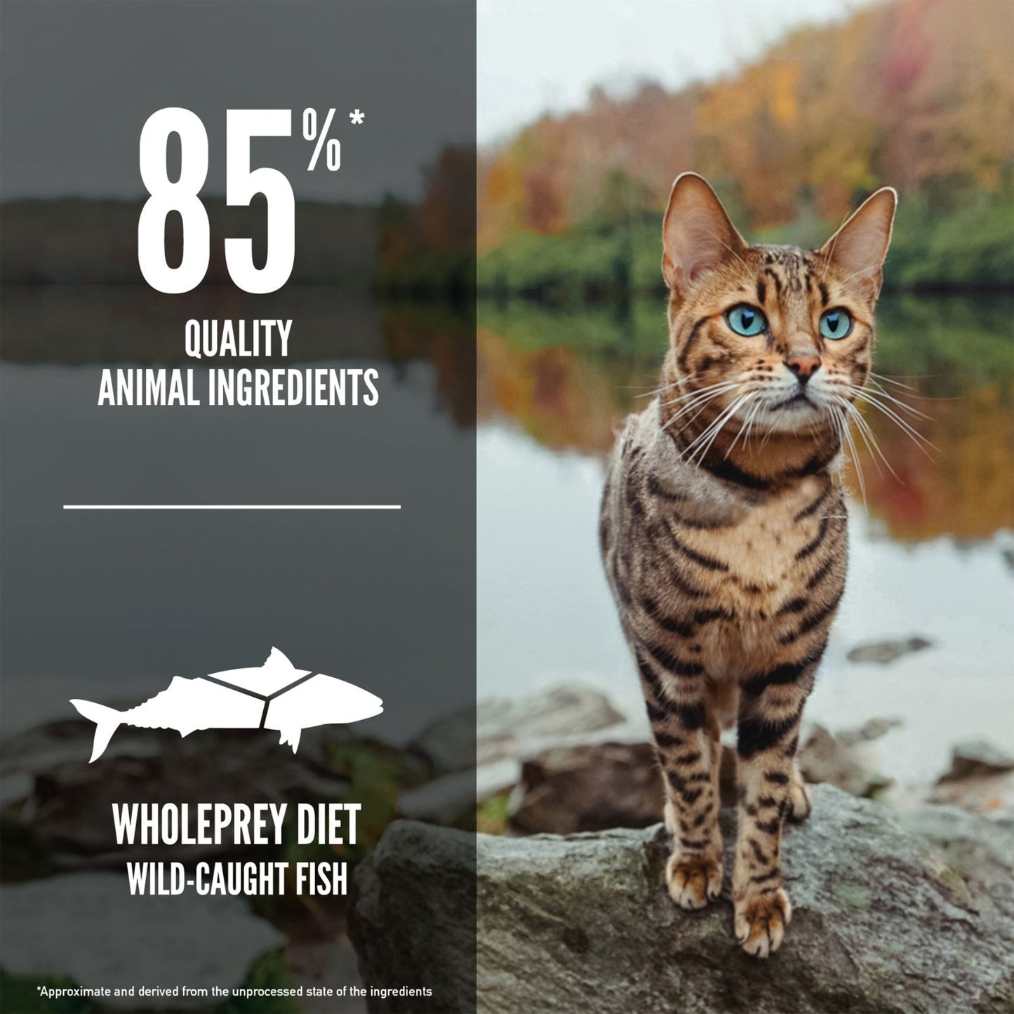 ORIJEN Six Fish, Hrana Uscata pentru Pisici, Toate Etapele de Viata, 85% Ingrediente din Peste, cu 6 Specii de Peste Salbatic, Fara Cereale, 1.8kg / 5.4kg