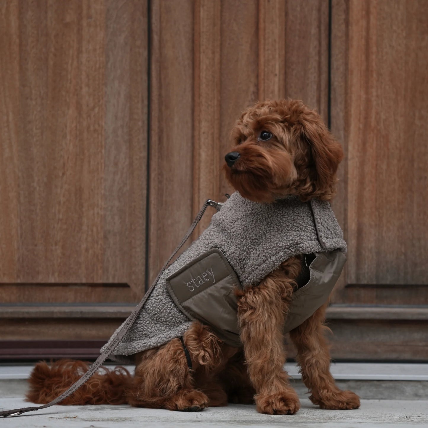 Staey Teddy Taupe, Haina "Teddy" pentru Caini