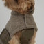 Staey Teddy Taupe, Haina "Teddy" pentru Caini