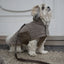 Staey Teddy Taupe, Haina "Teddy" pentru Caini