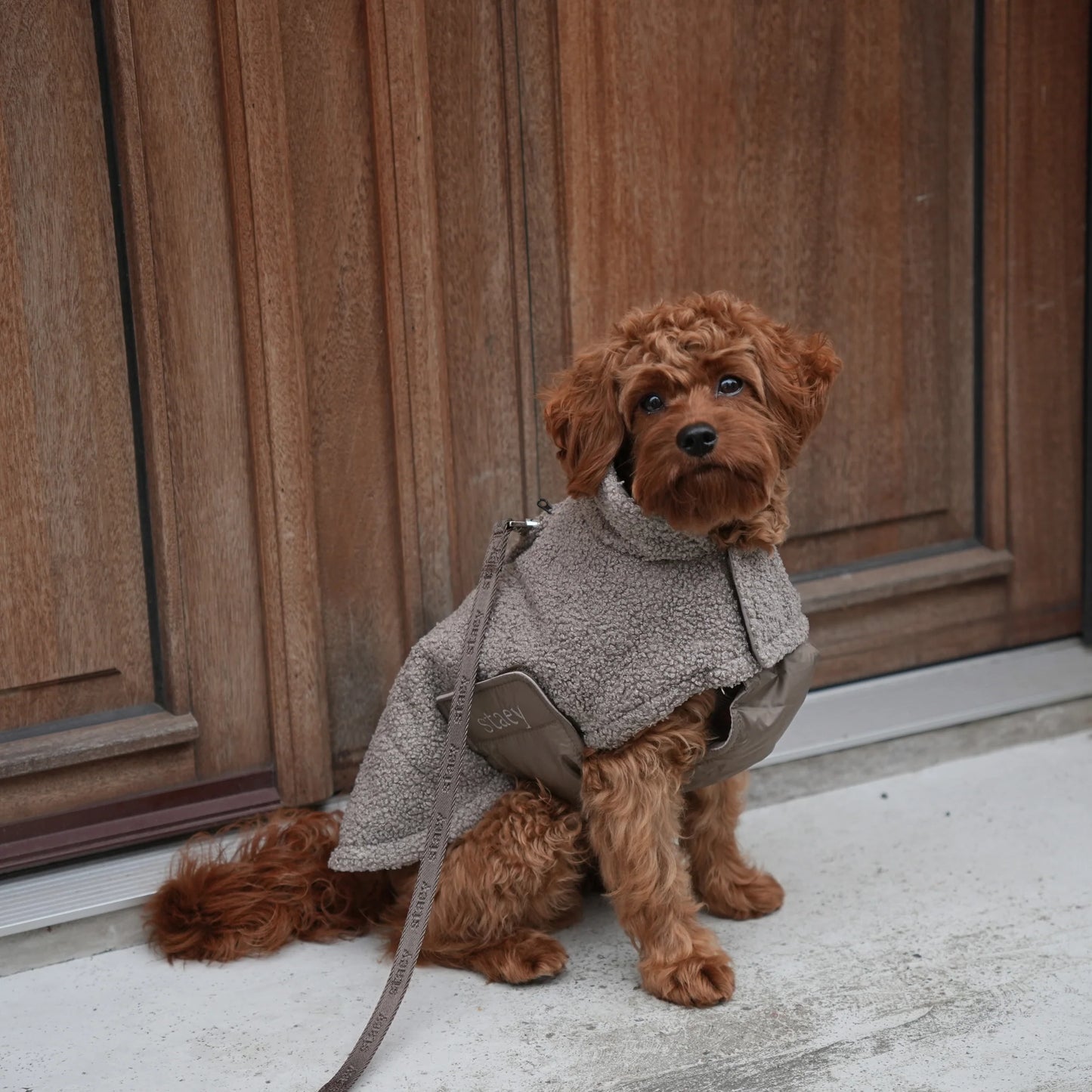 Staey Teddy Taupe, Haina "Teddy" pentru Caini