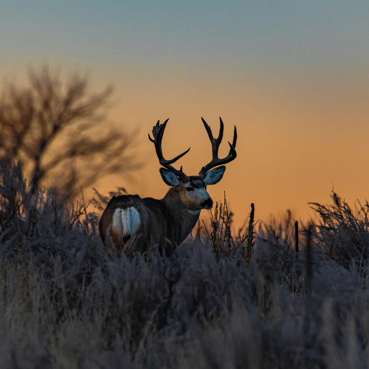 Essential Estate Living, Hrana Uscata pentru Caini Adulti, cu Miel si Caprioara, Crocheta Mica, 2.5kg