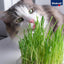 Vitakraft Cat Grass, Iarba Pisici, 50g / 120g