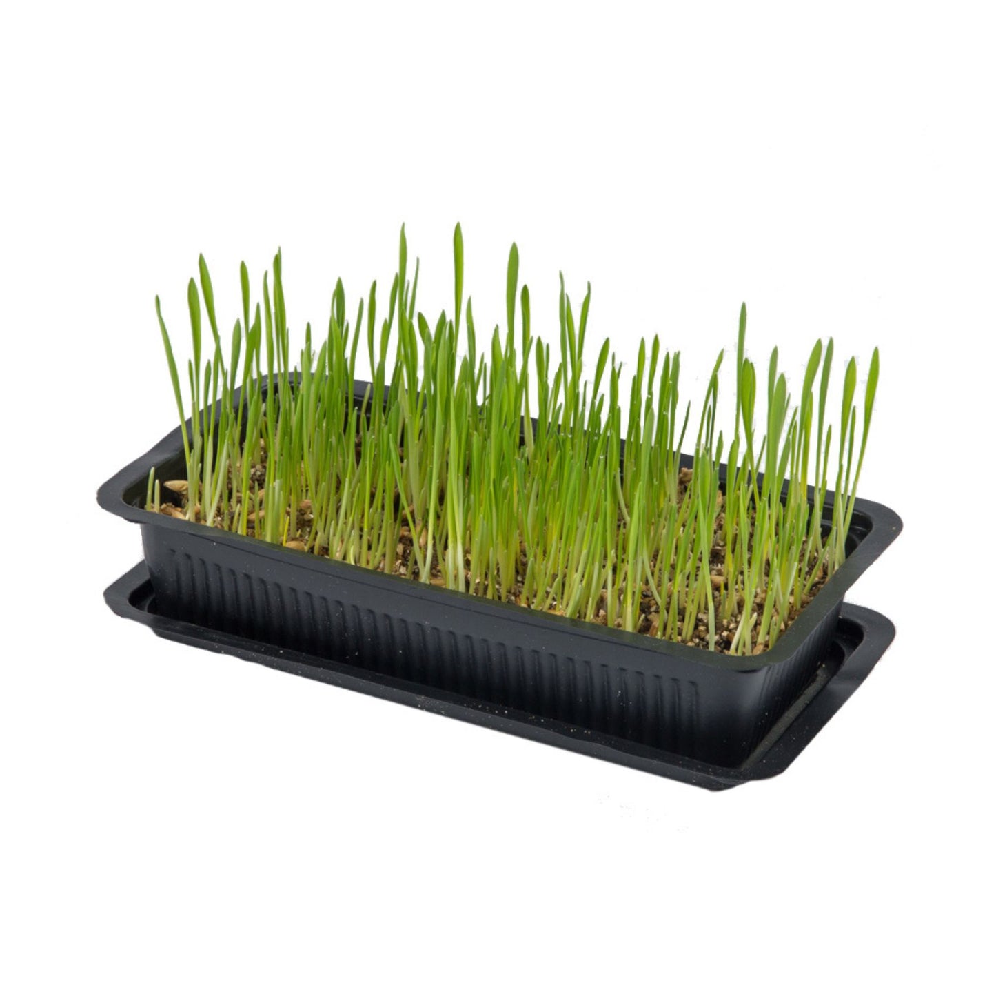 Vitakraft Cat Grass, Iarba Pisici, 50g / 120g